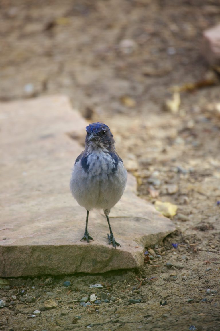 California Scrub Jay