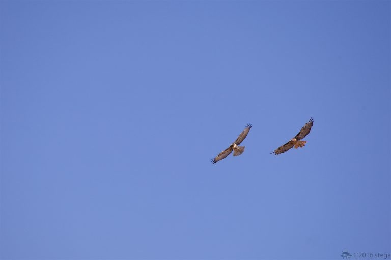 Outside:  Soaring Red-Tails