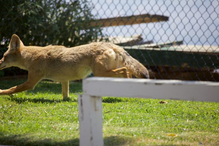 Outside:  Coyote Tail