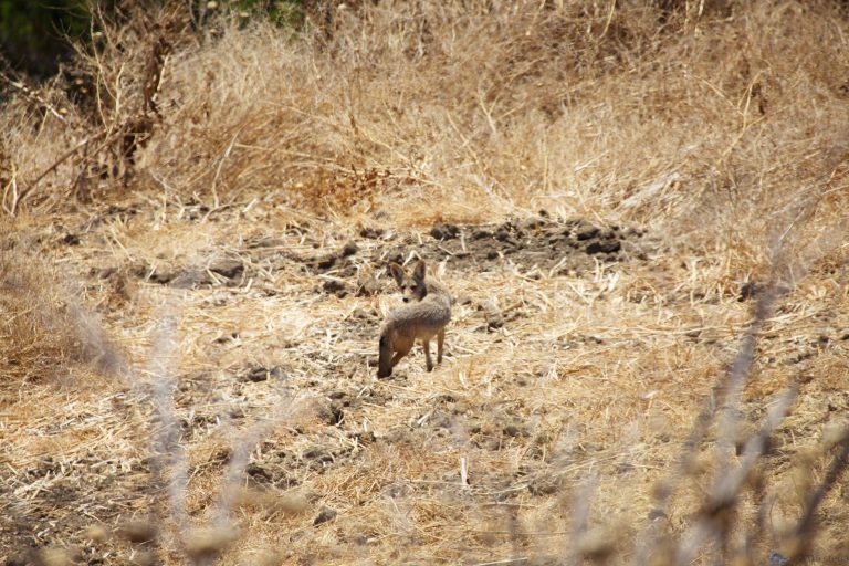 Outside: Coyote