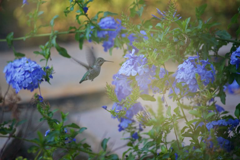 Old School Week: Anna’s Hummingbird