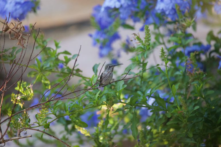 Hummingbird Week