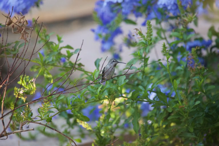 Hummingbird Week