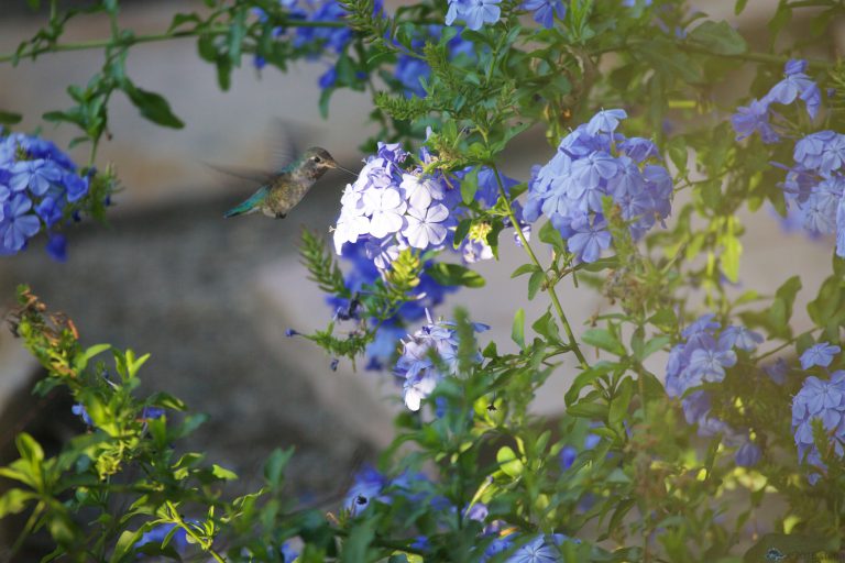 Hummingbird Week