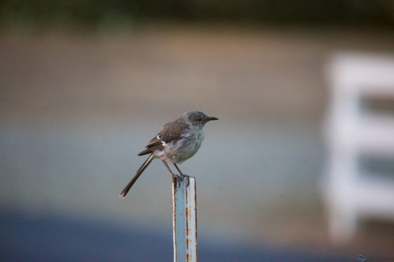 Northern Mockingbird