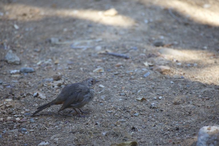 California Towhee