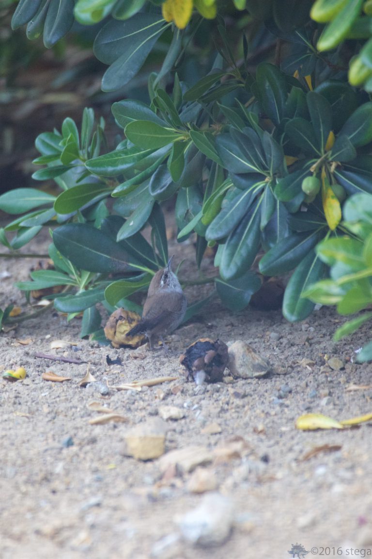 Bewick’s Wren