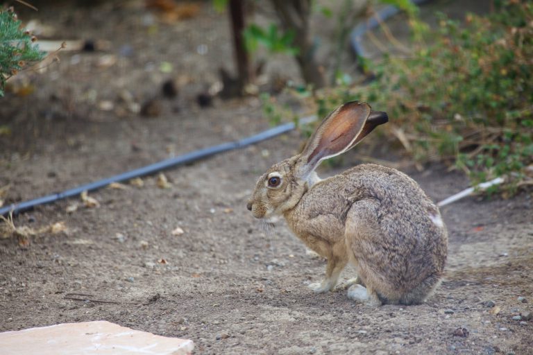 Hare Week