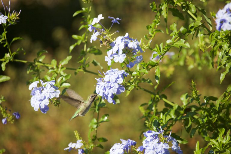 Hummingbird Week