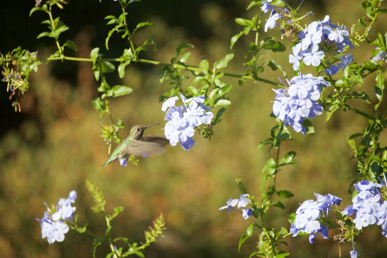 Hummingbird Week