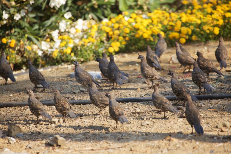 California Quail Herd