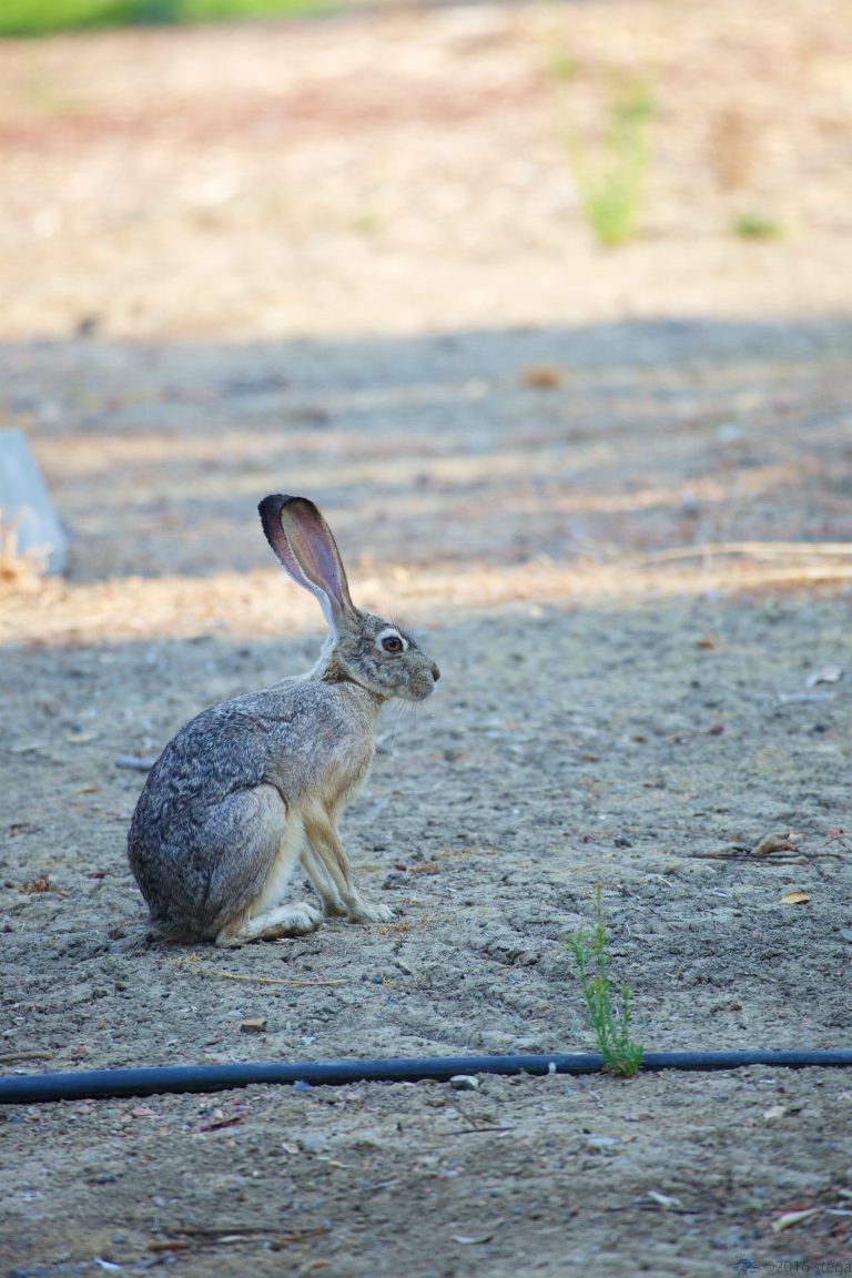 Hare Week