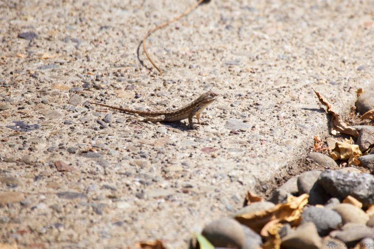Lizard
