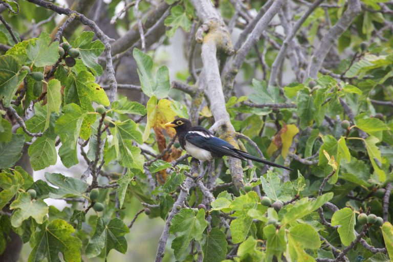 Old School Week: Yellow-Billed Magpie