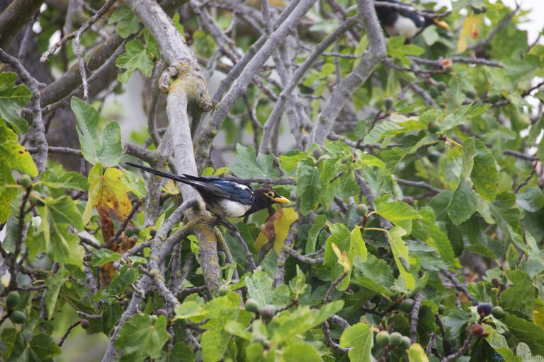 Old School Week: Yellow-Billed Magpie