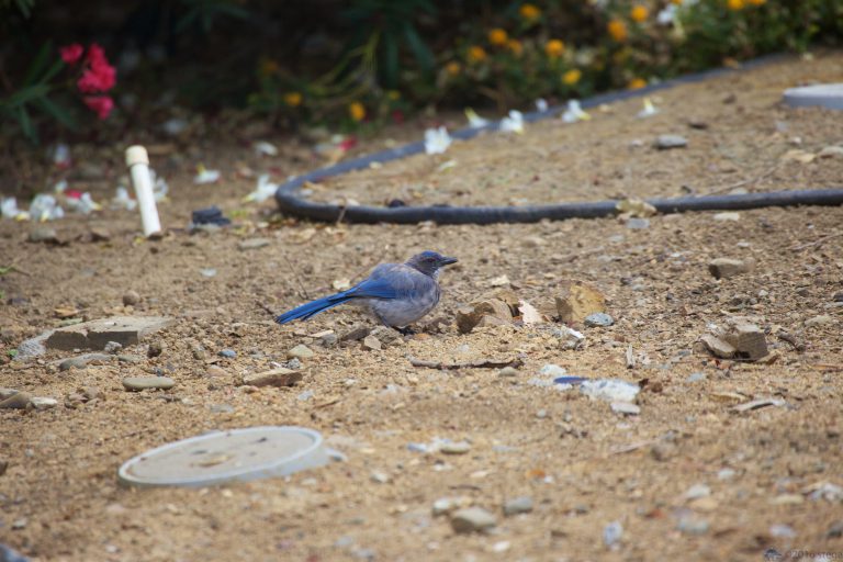 California Scrub Jay
