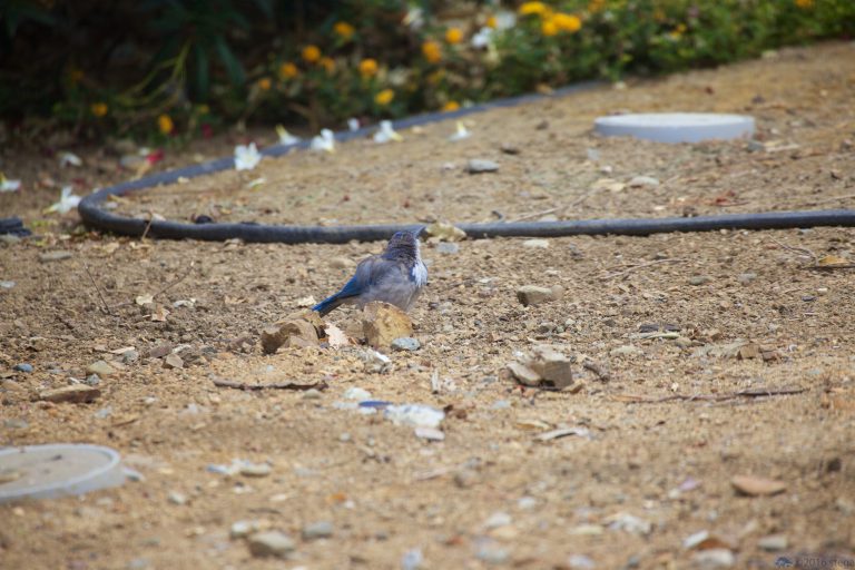 California Scrub Jay Week