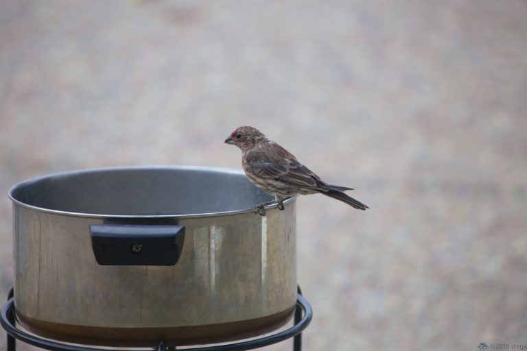Outside: House Finch