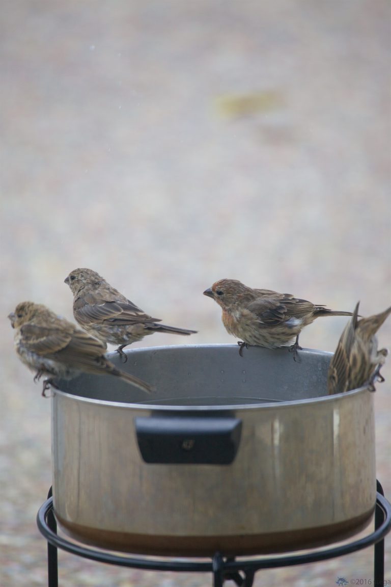 Outside: At the Water Cooler