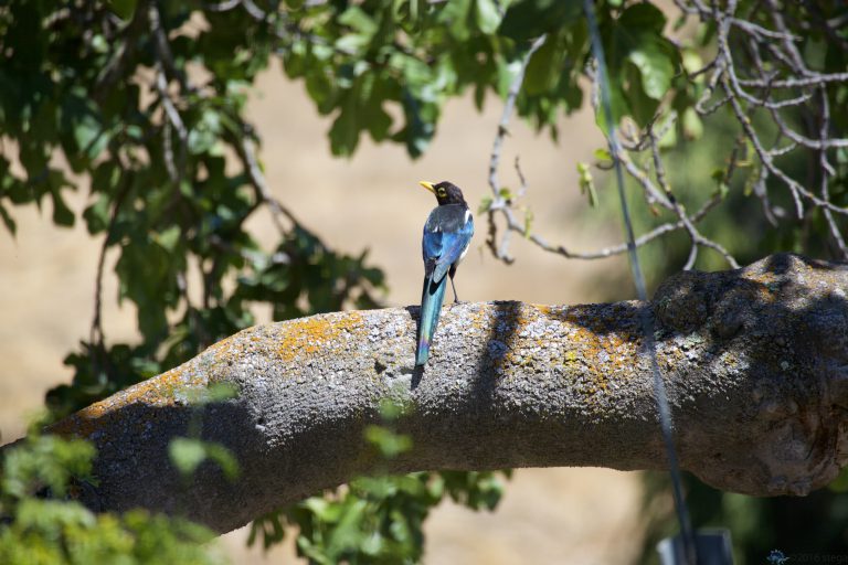 Yellow-Billed Magpie (Series)