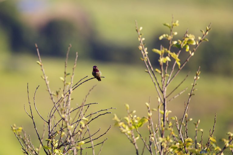 Outside:  Anna’s Hummingbird
