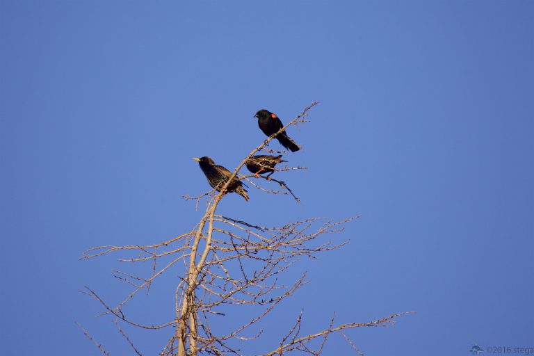 Outside:  Red-winged Blackbird and European Starlings