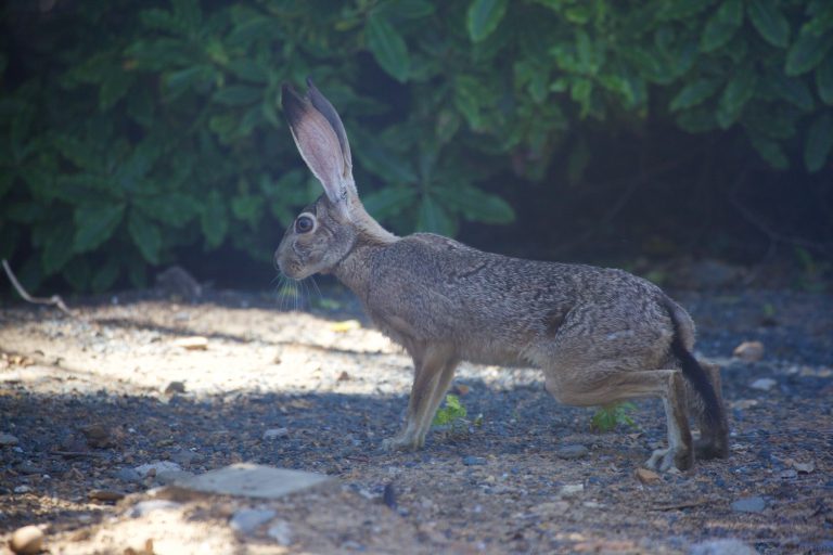 Hare Week