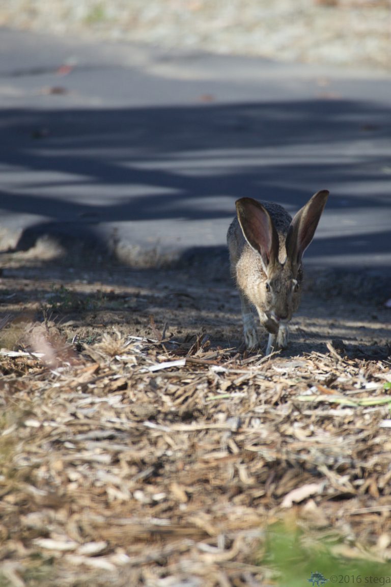 Hare Week