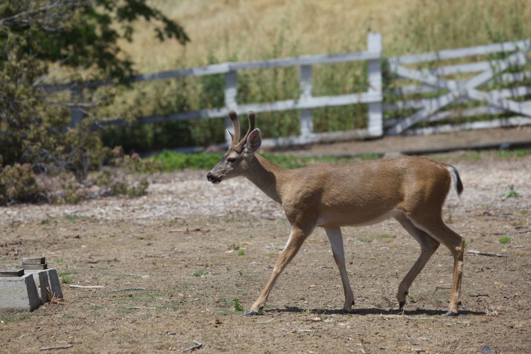 Old School Week: Yet More Mule Deer