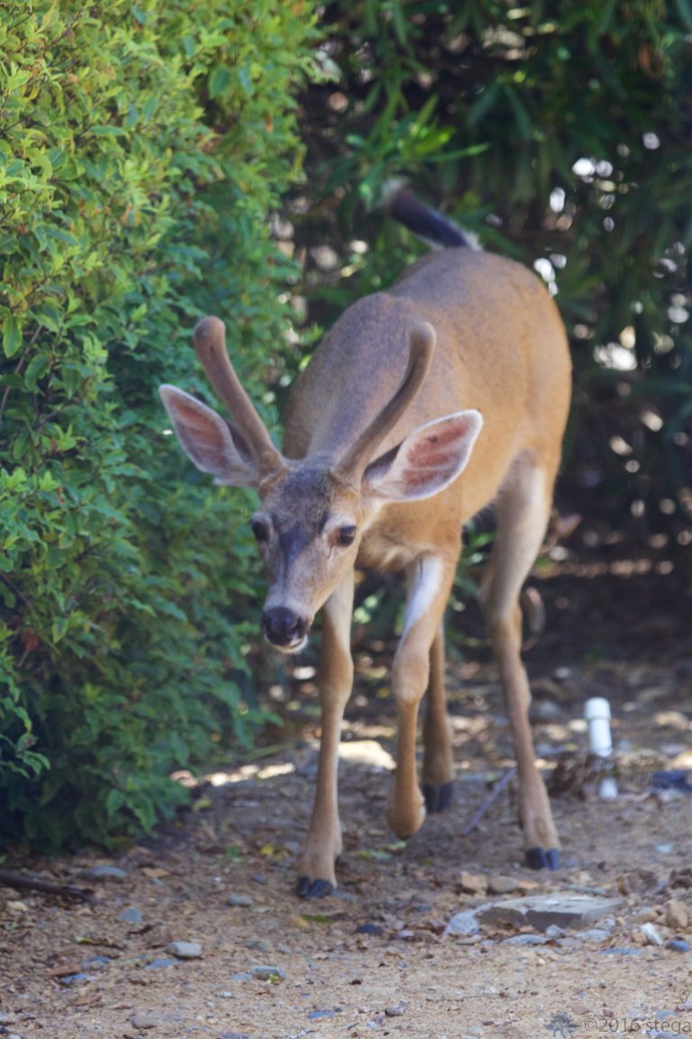 More Deer Shots