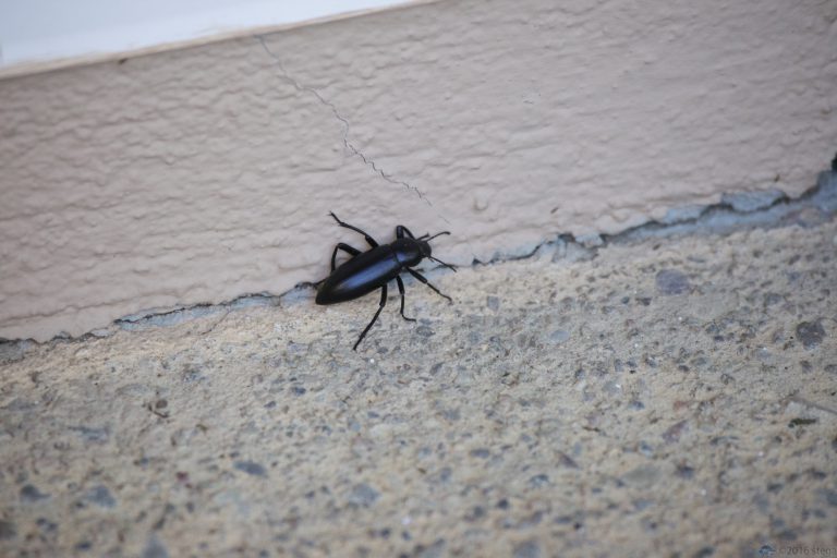 Old School Week: Beetle