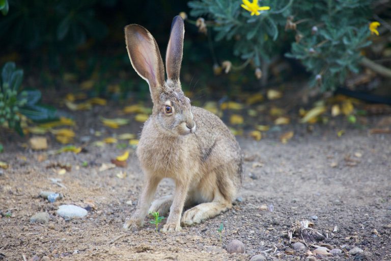Hare Week