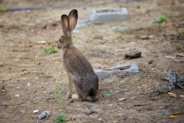 Hare Week
