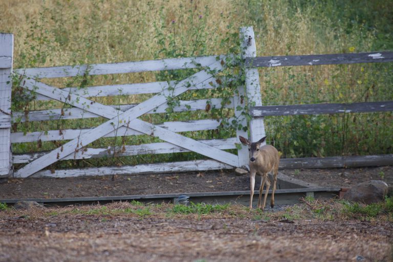 Old School Week: More Mule Deer
