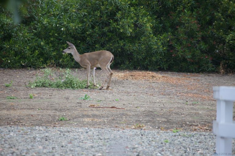 Old School Week: Mule Deer