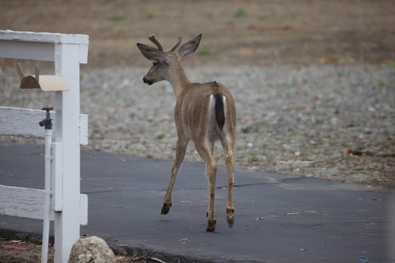 Outside: Tail and Head