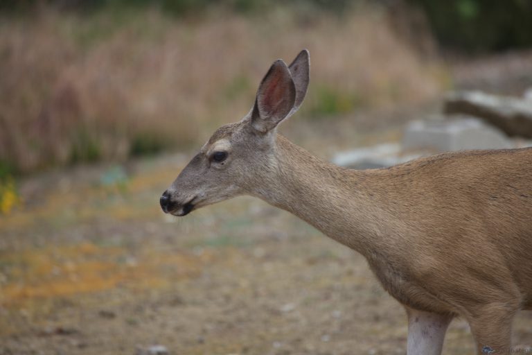 Old School Week: Mule Deer