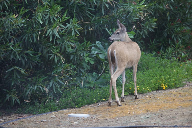 Old School Week: Mule Deer