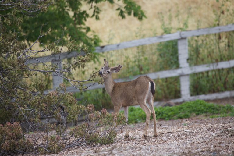 And More Mule Deer