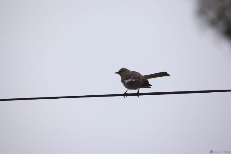 Old School Week: Northern Mockingbird
