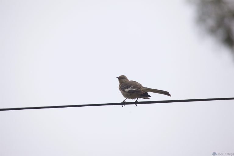 Northern Mocking Bird