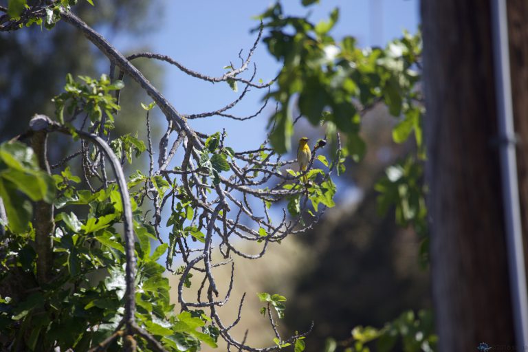 Hooded Oriole