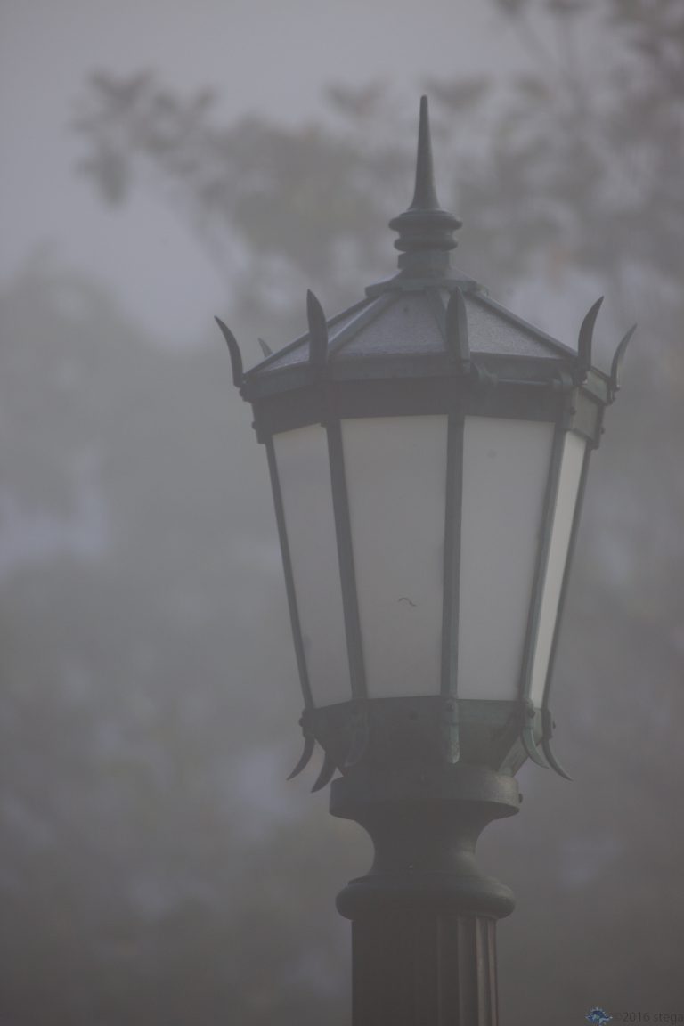 Morning Fog