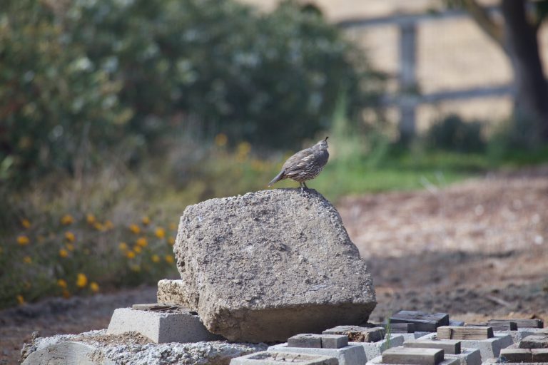 California Quail