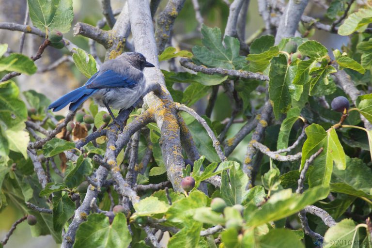 California Scrub Jay Week
