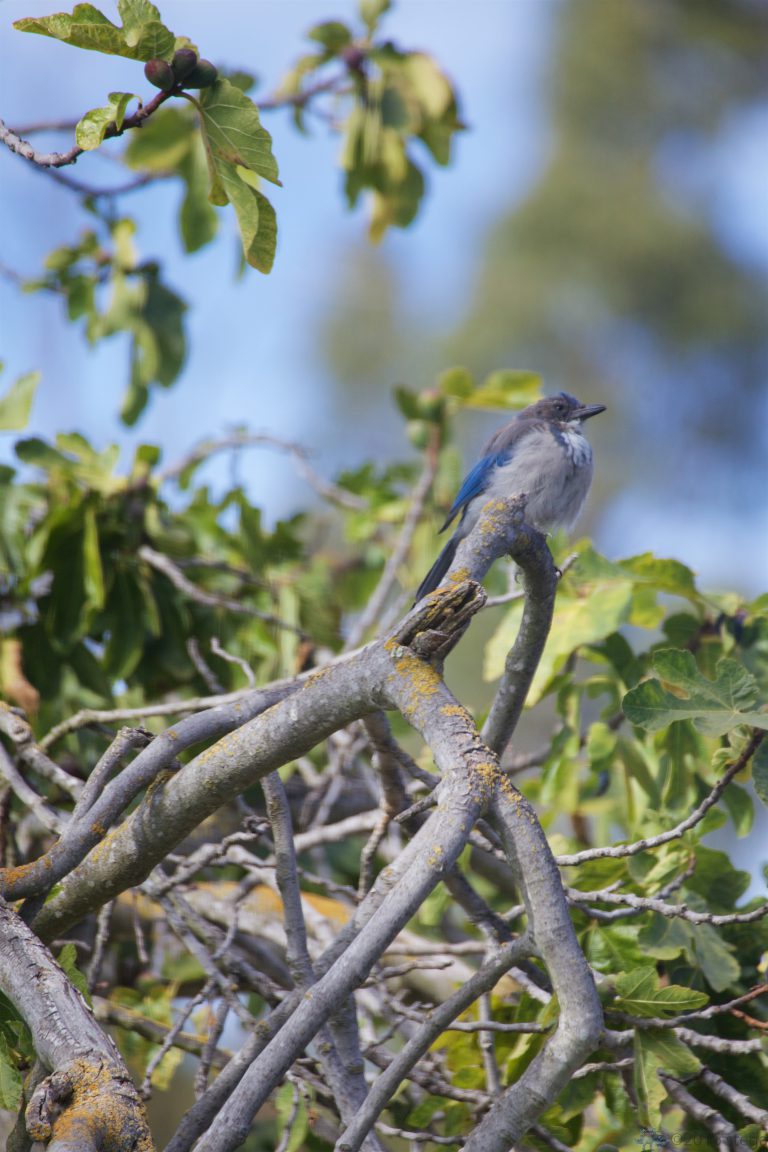California Scrub Jay Week
