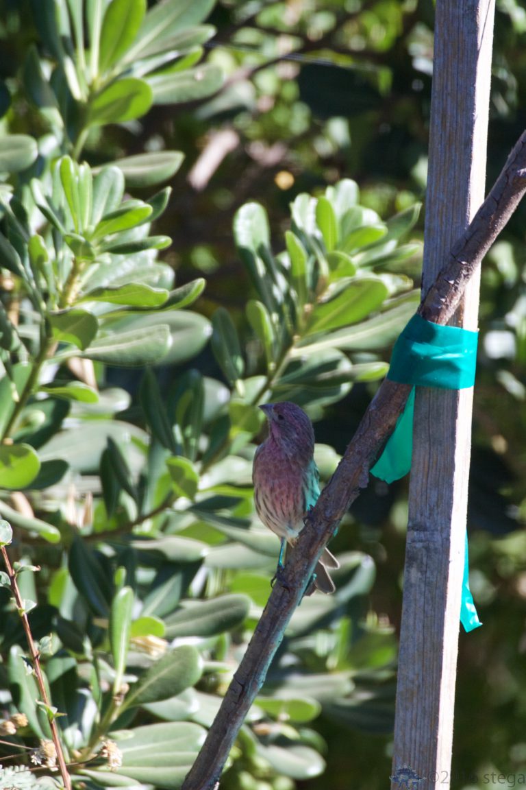 House Finch