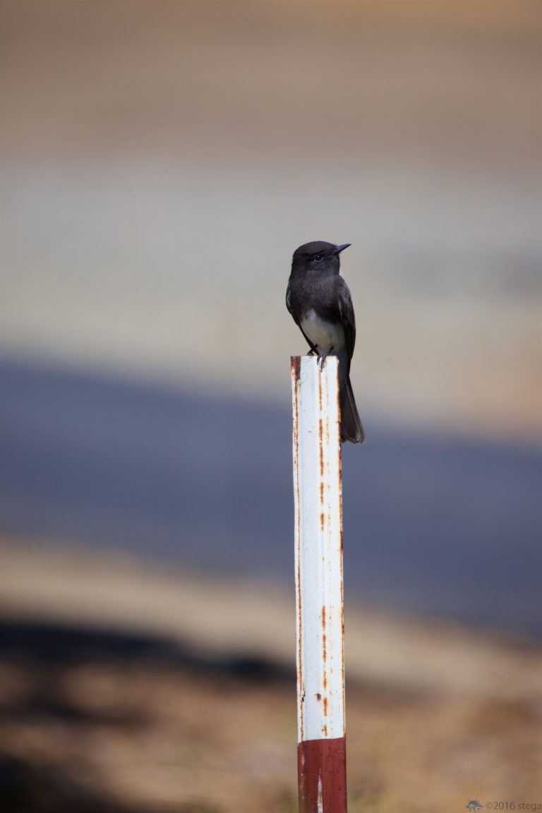 Black Phoebe