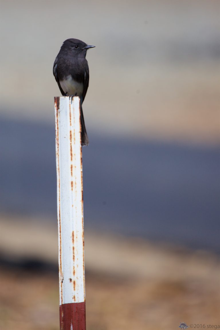 Black Phoebe