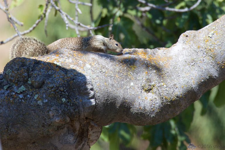 Squirrel